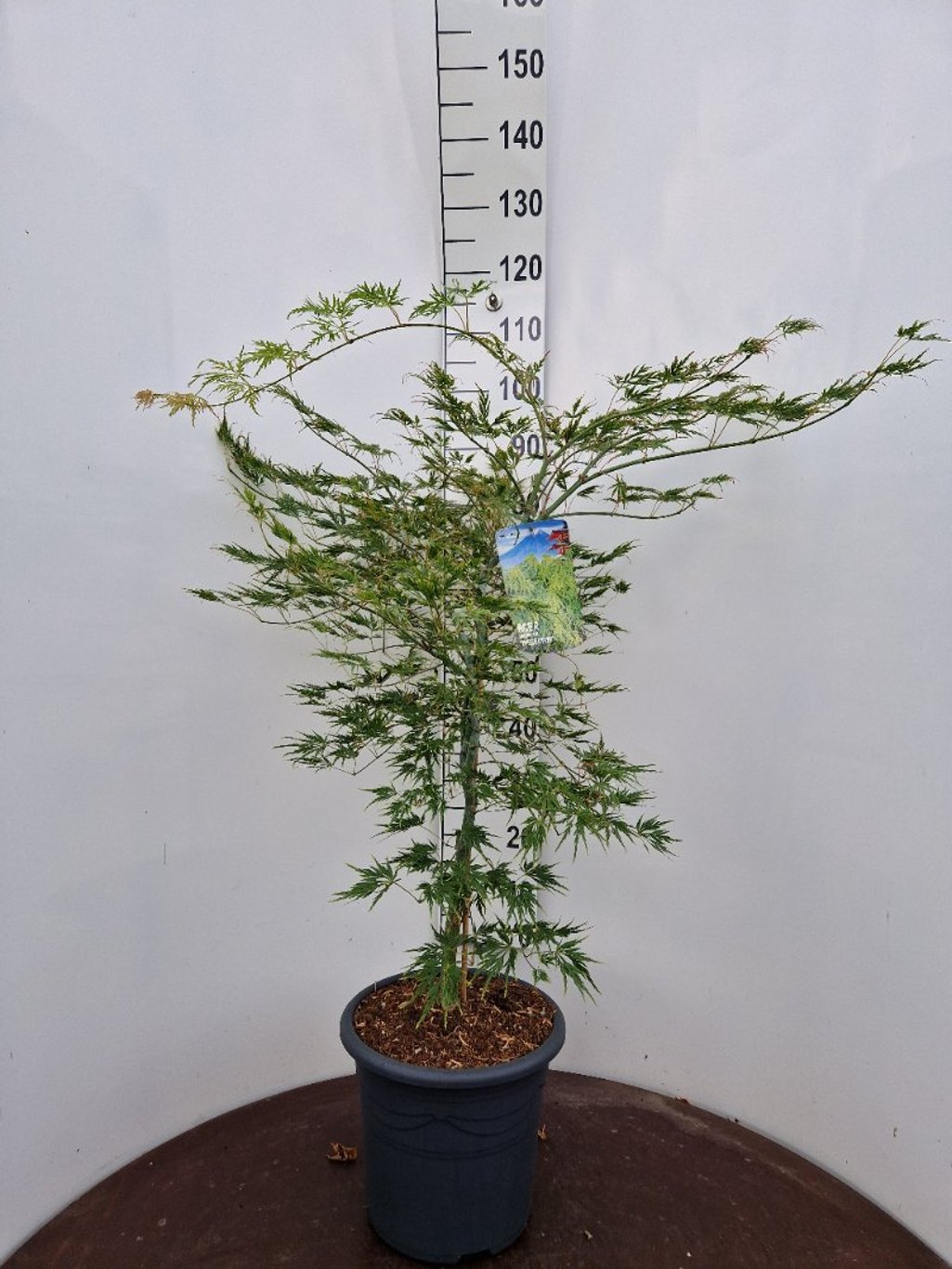 Acer pal. 'Dissectum' - C15 60-80 CM